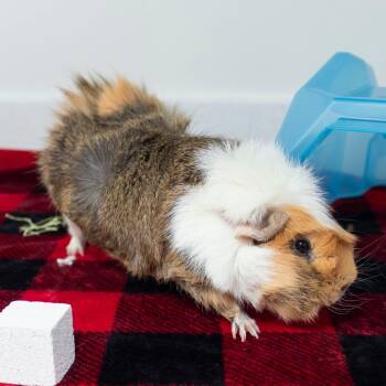 Rescue Guinea Pig Guinea Pigs for Adoption in Middletown, Rhode Island - Neville | PetCurious